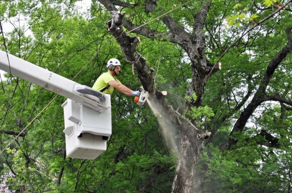 Raleigh Tree Trimming